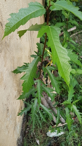 Ficus ulmifolia