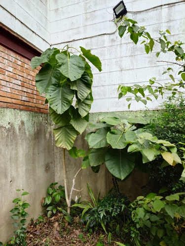 Ficus umbellata — photo