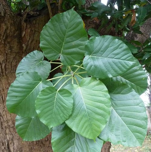Ficus umbellata