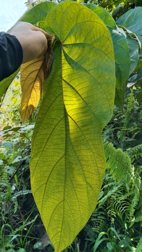 Ficus uncinata — photo