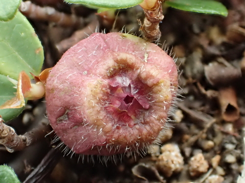 Ficus vaccinioides