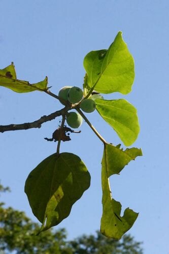 Ficus vallis-choudae (Haroni fig) — photo