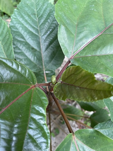 Ficus variegata (Variegated Fig) — photo