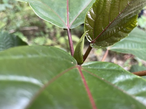Ficus variegata (Variegated Fig) — photo