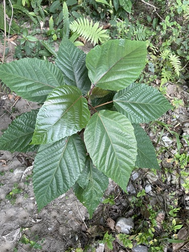 Ficus variegata
