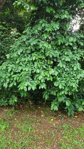 Ficus vasculosa (Sweet mountain greens) — photo