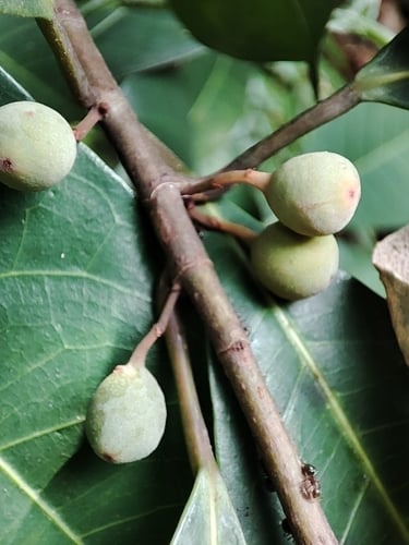 Ficus vasculosa