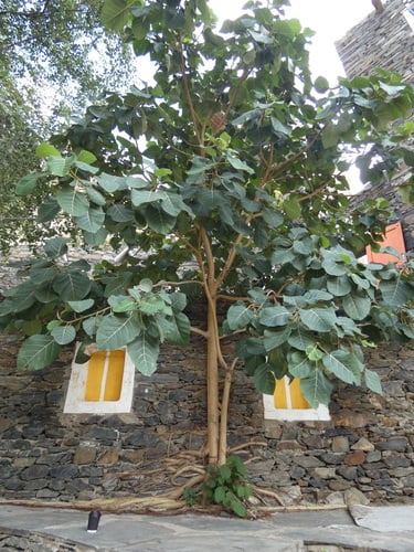 Ficus vasta — photo