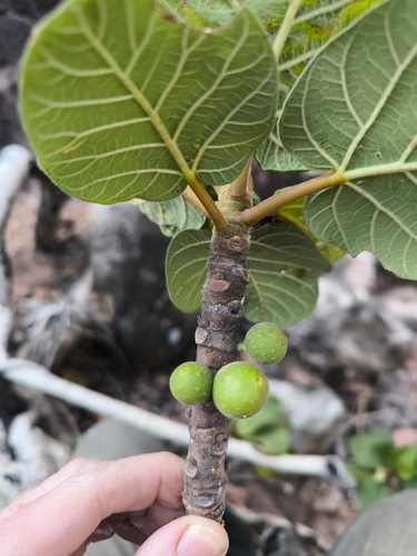 Ficus vasta
