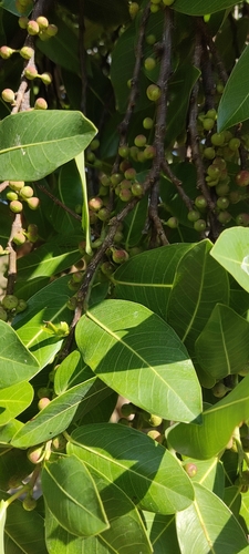 Ficus verruculosa (Water fig) — photo