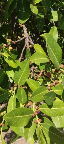 Ficus verruculosa (Water fig) — photo
