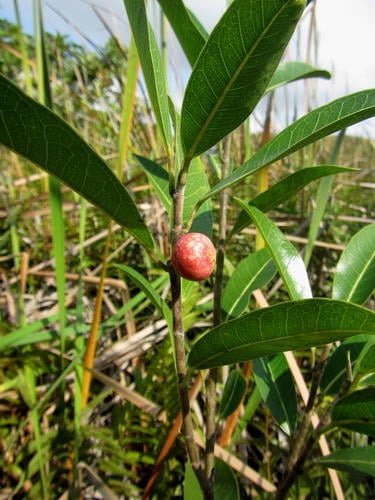 Ficus verruculosa