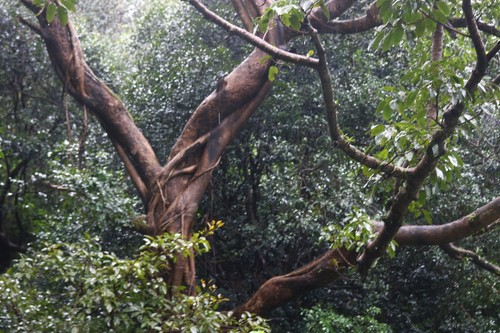 Ficus virens