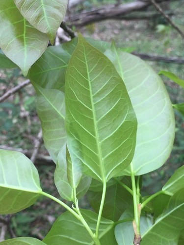 Ficus virens var. sublanceolata