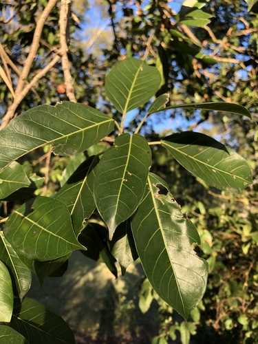 Ficus virens var. sublanceolata (Kleu chi daw) — photo