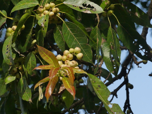 Ficus virens var. sublanceolata (Kleu chi daw) — photo