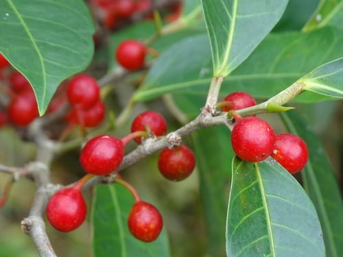 Ficus virgata (Large-Leaved Weeping Fig) — photo