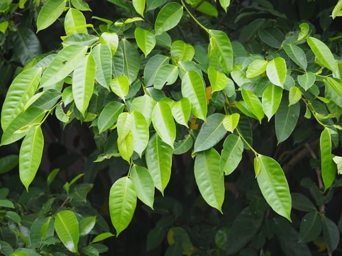 Ficus virgata (Large-Leaved Weeping Fig) — photo