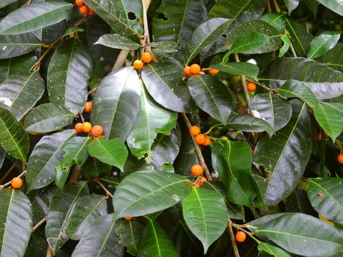 Ficus virgata