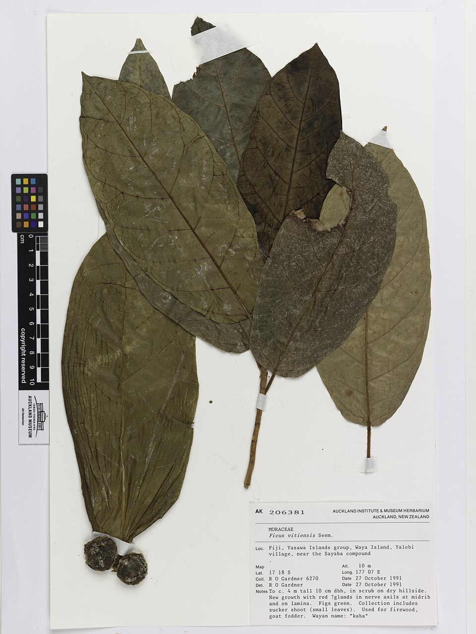 Ficus vitiensis