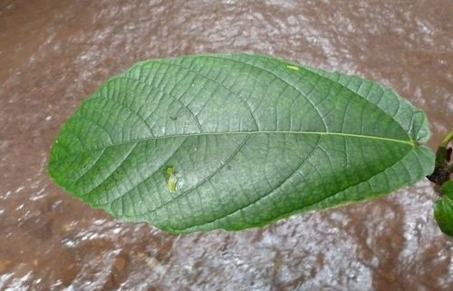 Ficus vogeliana — photo