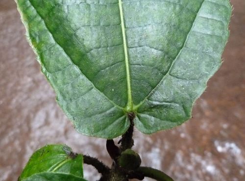 Ficus vogeliana