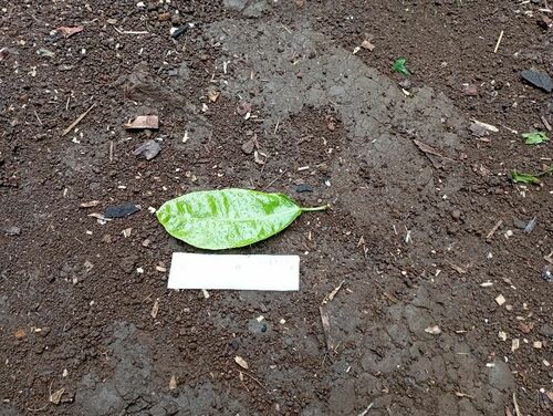 Ficus wassa (Wasa fig tree) — photo