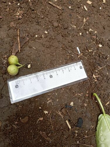Ficus wassa (Wasa fig tree) — photo
