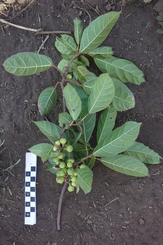 Ficus wassa