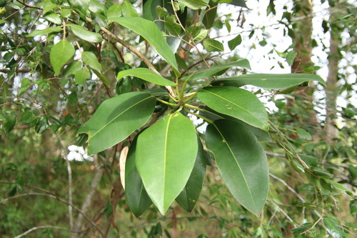 Ficus watkinsiana (Strangling Fig) — photo