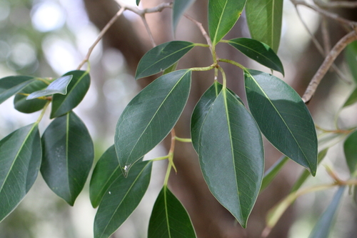 Ficus watkinsiana