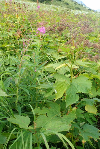 Filipendula camtschatica (Giant meadowsweet) — photo