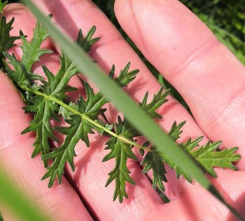 Filipendula hexapetala (Kraljica polja) — photo
