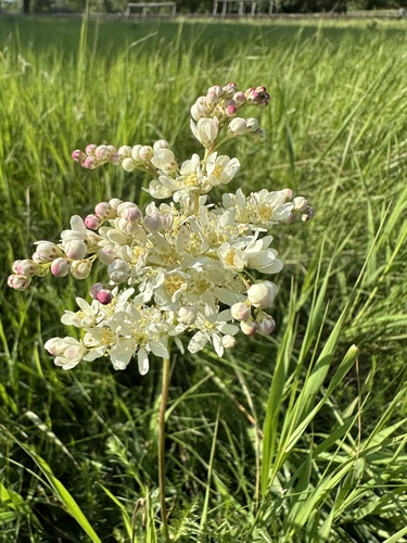 Filipendula hexapetala (Kraljica polja) — photo