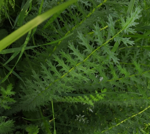 Filipendula hexapetala