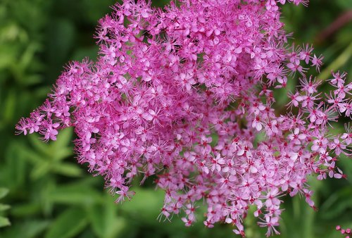 Filipendula multijuga (Meadowsweet) — photo