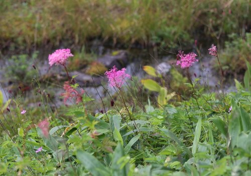 Filipendula multijuga (Meadowsweet) — photo