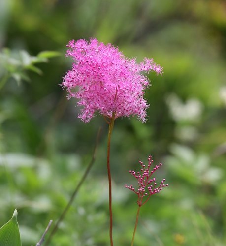 Filipendula multijuga