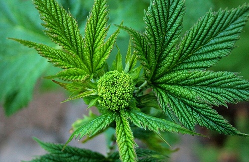 Filipendula ulmaria (Meadowsweet) — photo