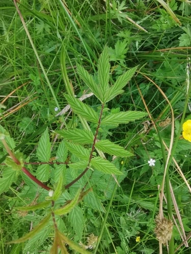 Filipendula ulmaria (Meadowsweet) — photo