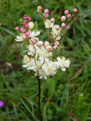 Filipendula vulgaris (Dropwort) — photo