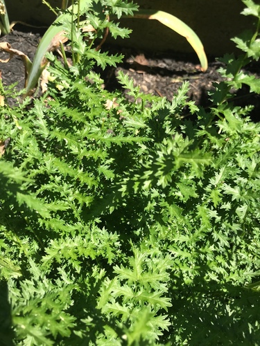 Filipendula vulgaris (Dropwort) — photo