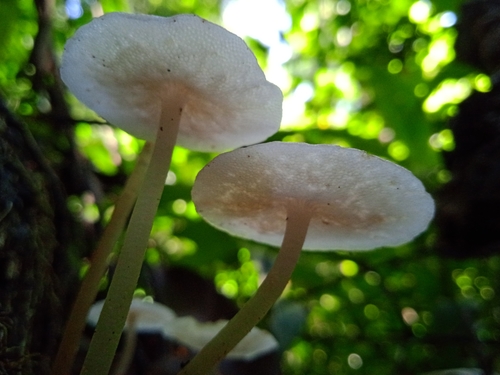Filoboletus gracilis — photo