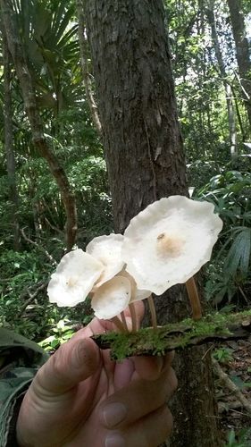 Filoboletus gracilis — photo
