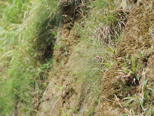 Fimbristylis tristachya var. subbispicata (Sedge) — photo