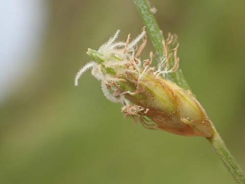 Fimbristylis tristachya var. subbispicata (Sedge) — photo