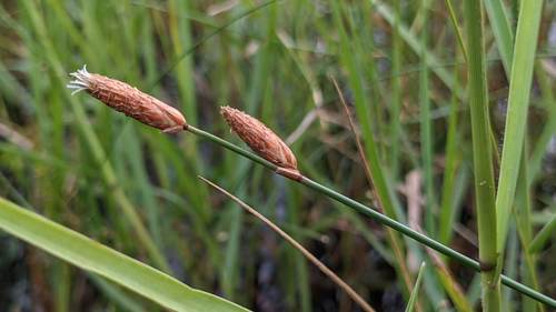 Fimbristylis tristachya var. subbispicata
