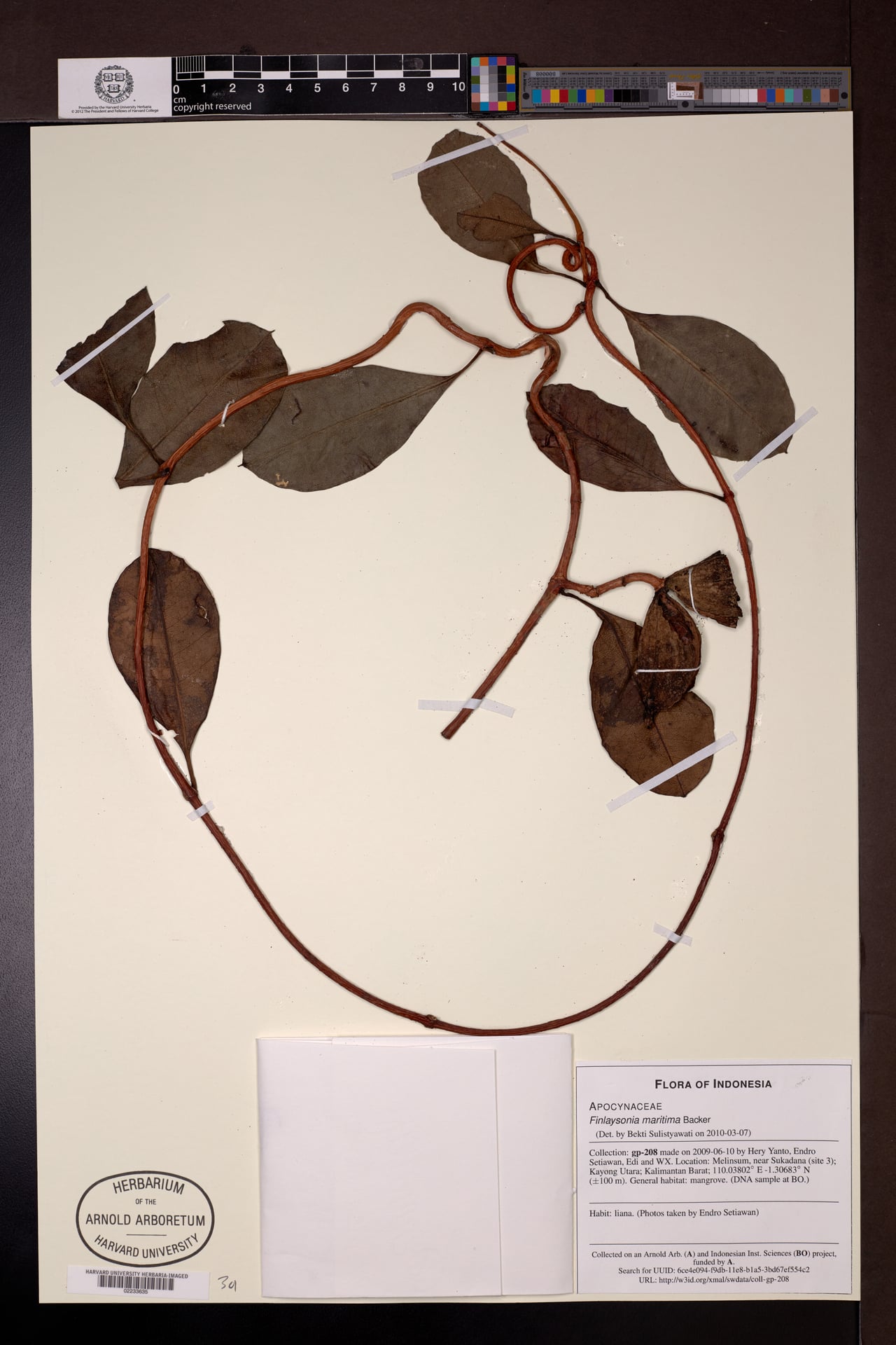 Finlaysonia obovata — photo