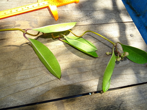Finlaysonia obovata