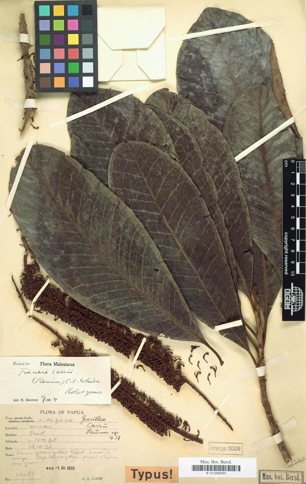 Finschia carrii — photo